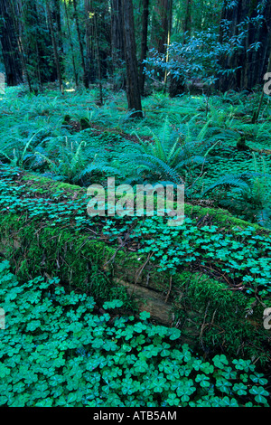 Il trifoglio sul suolo della foresta nel redwood grove Hendy boschi parco dello stato nei pressi di Philo Mendocino County in California Foto Stock