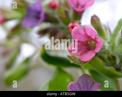 Comune (lungwort pulmonaria officinalis) Foto Stock