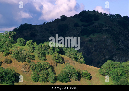 Alberi di quercia sulle colline tra Ukiah e Booneville Mendocino County in California Foto Stock