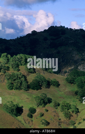 Alberi di quercia sulle colline tra Ukiah e Booneville Mendocino County in California Foto Stock