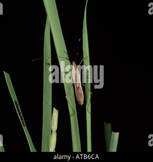 Riso bug Leptocorisa spp adulto su pianta di riso Foto Stock