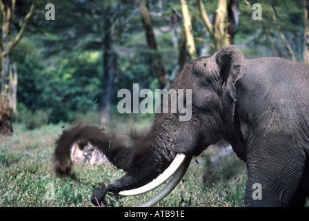 Elephant cratere di Ngorongoro Ngorongoro Conservation Area Tanzania Africa Foto Stock