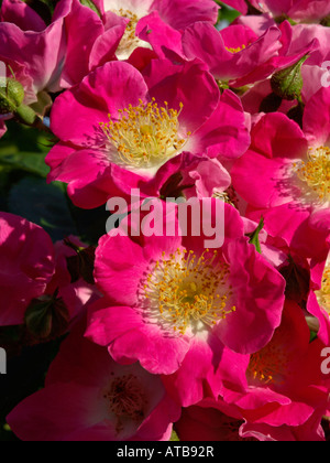 Wichuraiana rosa (rosa american pilastro) Foto Stock