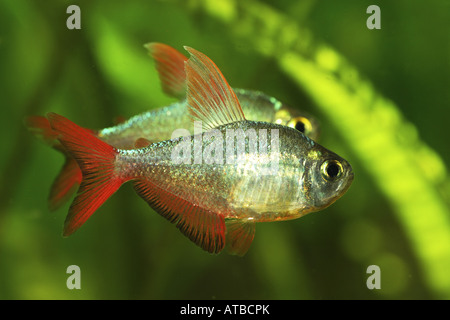 Columbian tetra (Hyphessobrycon columbianus), due individui di nuoto Foto Stock