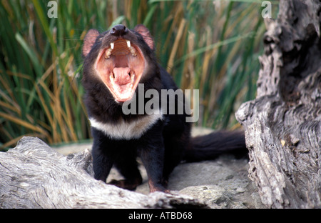 Diavolo della Tasmania Tasmania Australia, foto da Bruce Miller Foto Stock