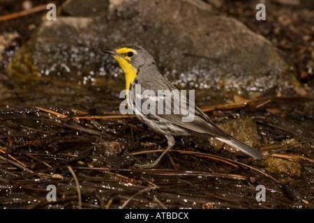 Grace's trillo maschio, Dendroica graciae, all'acqua. Foto Stock