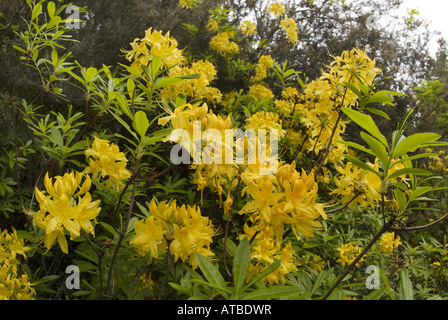 Azalea giallo (Rhododendron luteum, rododendro flavum, Azalea pontica), fioritura, Grecia, Lesbo Foto Stock