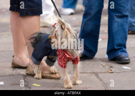 Un corriere dello Yorkshire ad un festival a Tenerife, il cane indossa jeans. Foto di Nikki Attree Foto Stock