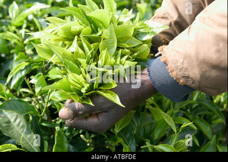 Un uomo raccoglie il tè a Gisakura la piantagione di tè, Nyungwe National Forest, Ruanda, Africa centrale Foto Stock