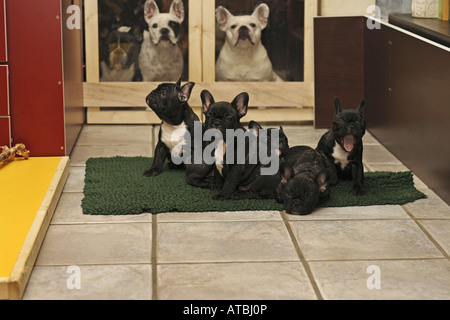 Bulldog francese (Canis lupus f. familiaris), cinque nove settimane di cuccioli sdraiato sul pavimento, tre bulldogs adulti seduti dietro Foto Stock