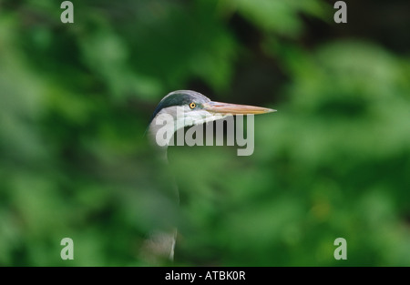 Airone cinerino (Ardea cinerea), ritratto, Germania Foto Stock