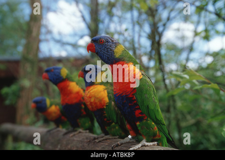 Rainbow lory (Trichoglossus haematodus), quattro amazzoni in attesa di essere alimentato Foto Stock