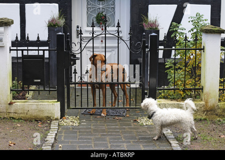 Ridgeback rhodesiano (Canis lupus f. familiaris), in piedi dietro un ferro battuto porta a guardare un piccolo cane sull'altro lato Foto Stock