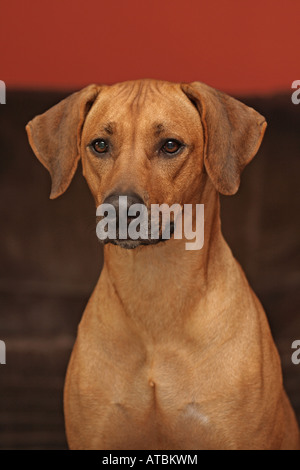 Ridgeback rhodesiano (Canis lupus f. familiaris), un cane femmina, ritratto Foto Stock