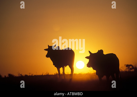 JRR72814 tramonto e bull Salona Village Amravati Maharashtra India Foto Stock
