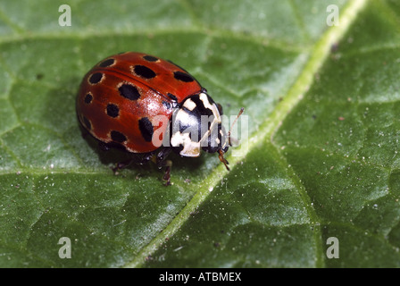 Eyed coccinella, pino ladybird beetle (Anatis ocellata), sulla lamina Foto Stock