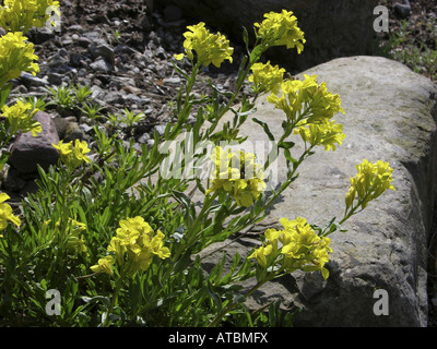 Greco (Bladderpod Alyssoides graeca), fioritura Foto Stock