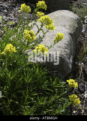 Greco (Bladderpod Alyssoides graeca), fioritura Foto Stock