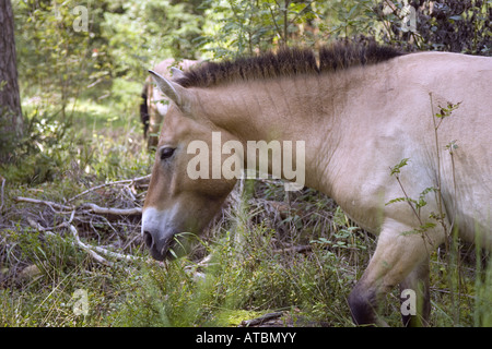 Cavallo di Przewalski (Equus przewalski), cavalli selvaggi nella foresta, rilasciare per il pascolo, in Germania, in Baviera Foto Stock