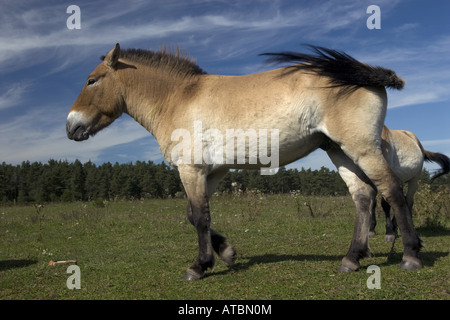 Cavallo di Przewalski (Equus przewalski), cavalli selvaggi su un prato, rilasciare per il pascolo, in Germania, in Baviera Foto Stock