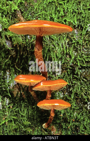 Galerina () Kuehneromyces mutabilis Foto Stock