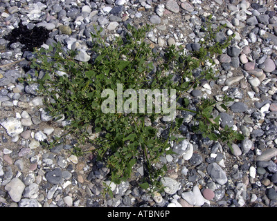 Orache hastate, spear-lasciava orache, saltbush strisciante (Atriplex prostrata ssp. prostrata), unico stabilimento in spiaggia Foto Stock