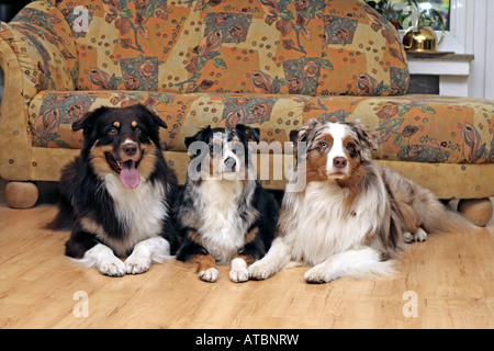Pastore australiano (Canis lupus f. familiaris), tre cani che giace accanto all'altra sul pavimento nella parte anteriore di un lettino Foto Stock