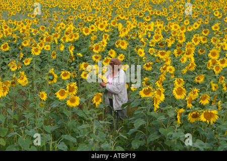 Il GIRASOLE, la donna in un campo di girasoli, Helianthus annuus Foto Stock