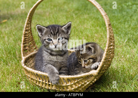 Il gatto domestico, il gatto di casa (Felis silvestris f. catus), giovani gatti domestici nel cestello, Germania Foto Stock