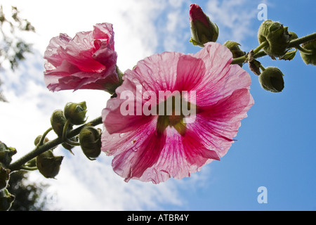 Holly hock, hollyhock (Alcea rosea, Althaea rosea), fiori con gocce di pioggia in controluce, Irlanda, Clarens, il Castello di Bunratty e Foto Stock