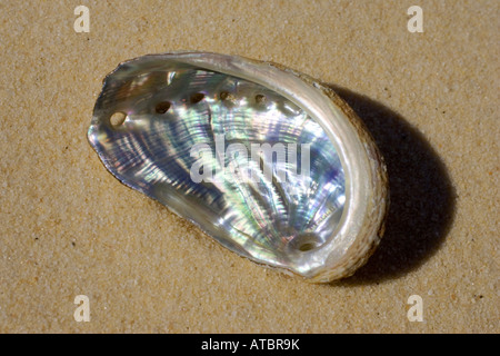 Abalones, ormers (Brit.) (Haliotis spec.), il guscio di haliotis Foto Stock