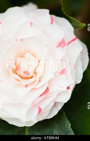 Camellia flower, close-up Foto Stock