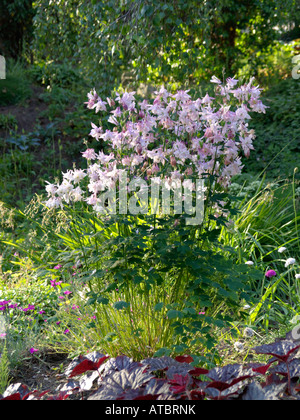 Aquilegia alpina europea (aquilegia vulgaris) Foto Stock