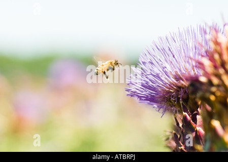 Bee volare verso il fiore di cardo Foto Stock