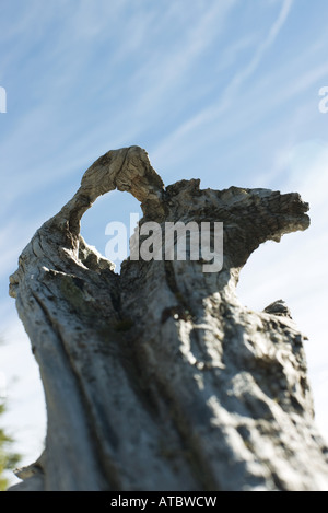 Albero decaduto il moncone con foro a basso angolo di visione, il fuoco selettivo Foto Stock