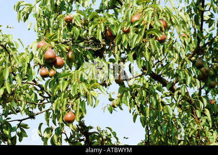 Pere crescente sul ramo di albero, close-up Foto Stock