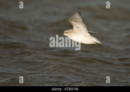 Nodo Calidris canutus battenti Foto Stock