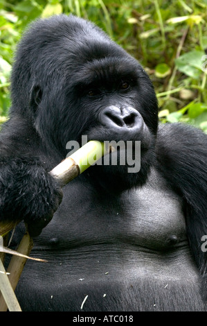 Un silverback gorilla di montagna munches bambù in Parc de Volcans Ruanda Africa centrale Foto Stock