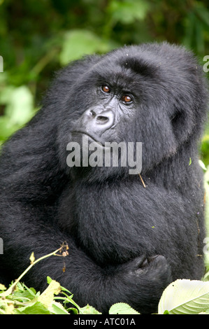 Un gorilla di montagna si appoggia nel Parco Nazionale dei Vulcani in Rwanda in Africa centrale Foto Stock