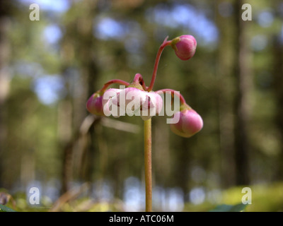 Pipsissewa, umbellate wintergreen (Chimaphila umbellata), Blossom Foto Stock