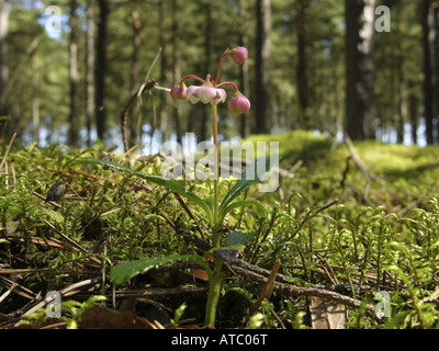 Pipsissewa, umbellate wintergreen (Chimaphila umbellata), rigogliosa pianta in una foresta Foto Stock