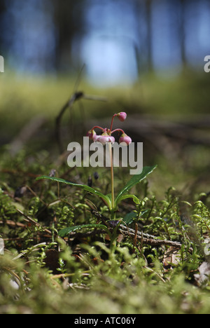 Pipsissewa, umbellate wintergreen (Chimaphila umbellata), rigogliosa pianta in una foresta Foto Stock