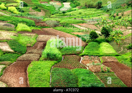 Campi coltivati in Ruanda Africa centrale Foto Stock