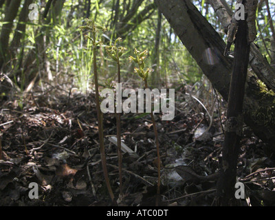 Coralroot orchid, inizio coralroot (Corallorhiza trifida), piante in fiore nella foresta Foto Stock