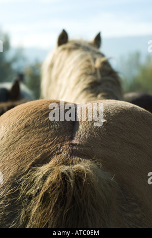 Estremità posteriore del cavallo, extreme close-up, vista posteriore Foto Stock