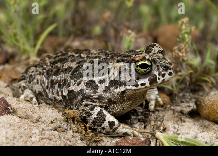 Natterjack toad, natterjack, British toad (Bufo calamita), sul suolo sabbioso, Spagna, Andalusia Foto Stock