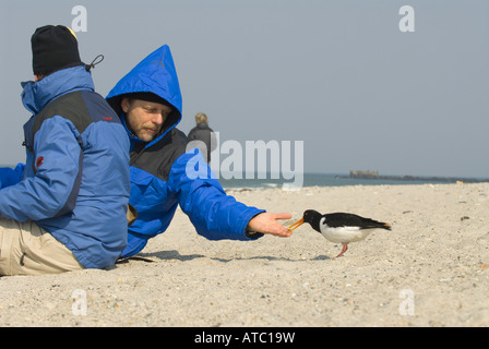 Paleartica (oystercatcher Haematopus ostralegus), alimentati da persone seduto sulla spiaggia, Germania, Schleswig-Holstein, Heligol Foto Stock