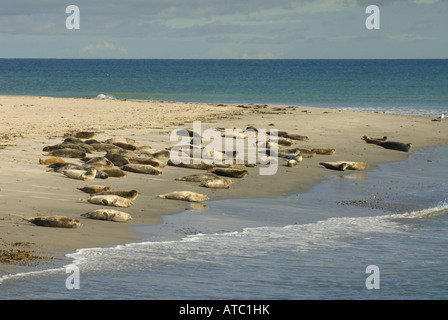 Guarnizione di tenuta del porto, guarnizione comune (Phoca vitulina), allevamento sdraiato sulla spiaggia, Germania, Schleswig-Holstein, Isola di Helgoland Foto Stock