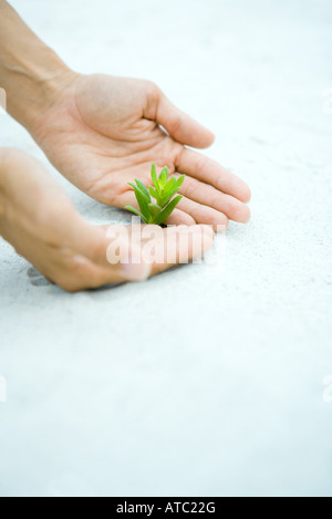 Mani a tazza accanto alla pianta di ciuffo, vista ritagliata Foto Stock