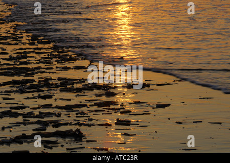 Razor clam Razor-Clam, rasoio Shell (Ensis americanus, Ensis directus), sulla spiaggia al tramonto, Paesi Bassi, Ameland Foto Stock
